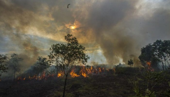 Kalsel Berlakukan Siaga Darurat Karhutla Hingga Oktober 2024