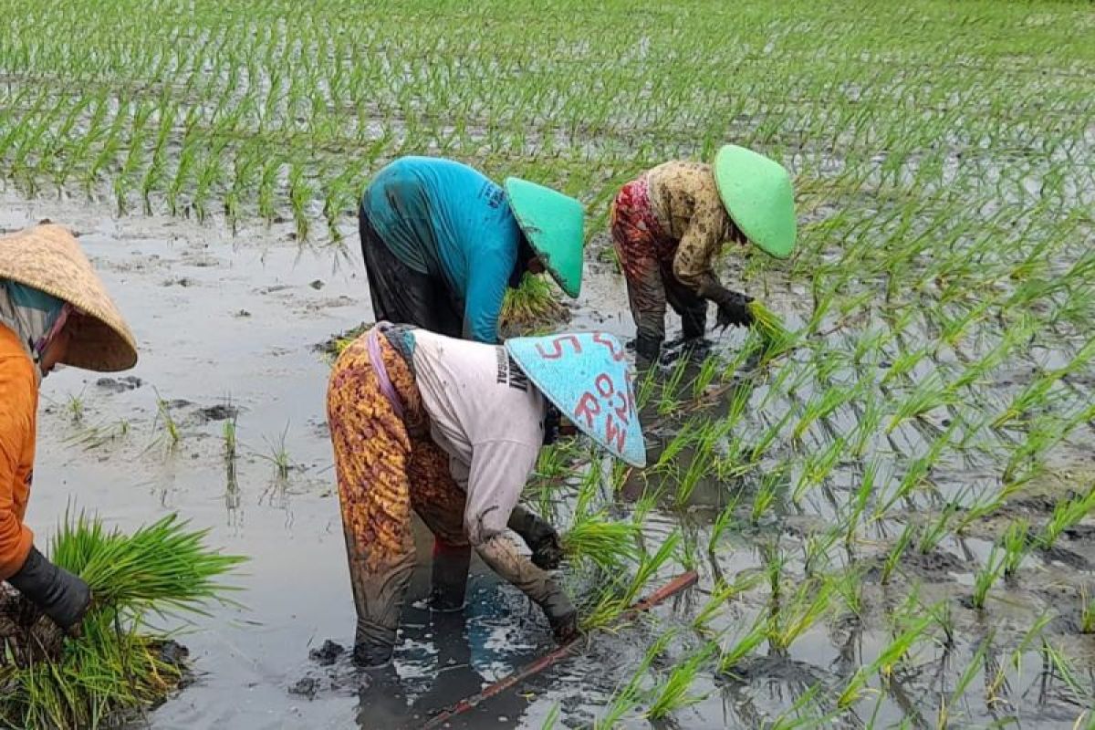 41.829 HEKTARE LAHAN RAWA DI KALSEL SIAP DUKUNG PROGRAM KEMENTAN