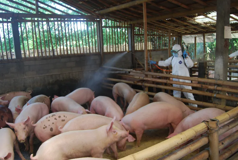 WASPADA! VIRUS DEMAM BABI AFRIKA BERPOTENSI MASUK WILAYAH KALSEL