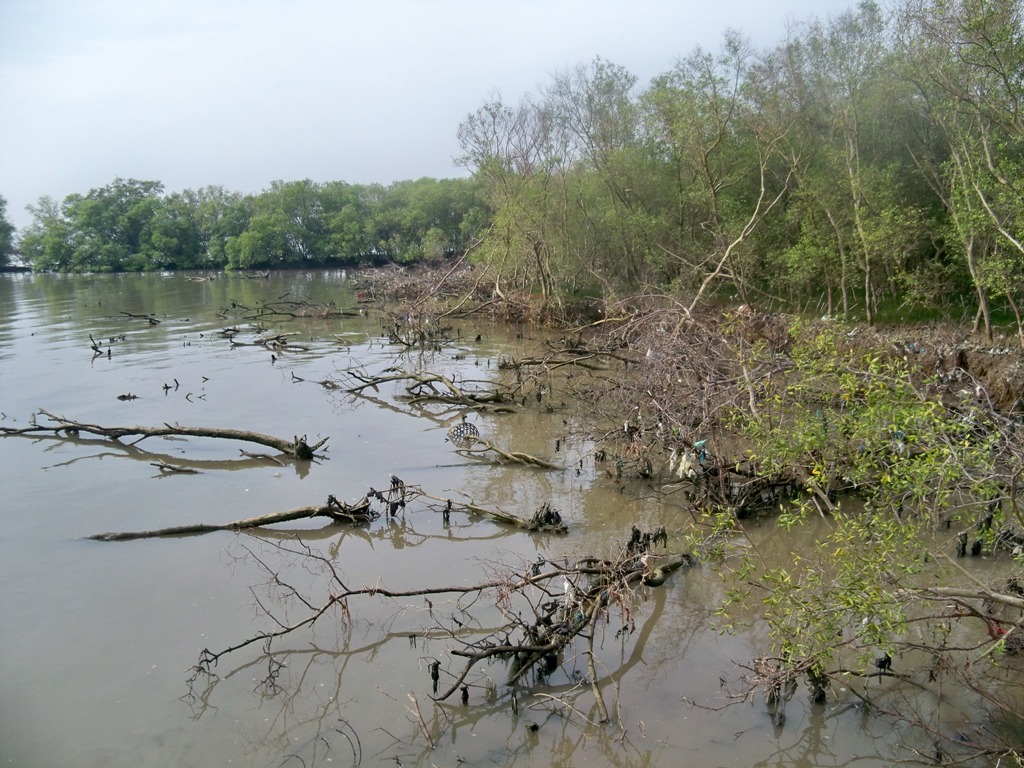 MARAKNYA KERUSAKAN HUTAN MANGROVE DI PESISIR KALSEL