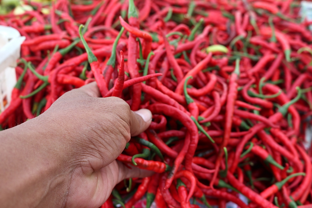 Harga Cabai Meroket di Banjarbaru Akibat Serangan Hama Lalat Buah, Petani dan Pemerintah Bergerak Cepat