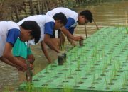 Program Padi Apung Sukses Dikembangkan di Kabupaten Banjar