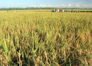 Siap Swasembada Pangan, Kalsel Optimalisasi Percepatan Lahan Sawah Baru