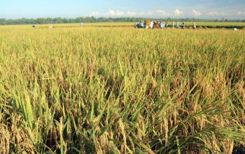 Siap Swasembada Pangan, Kalsel Optimalisasi Percepatan Lahan Sawah Baru