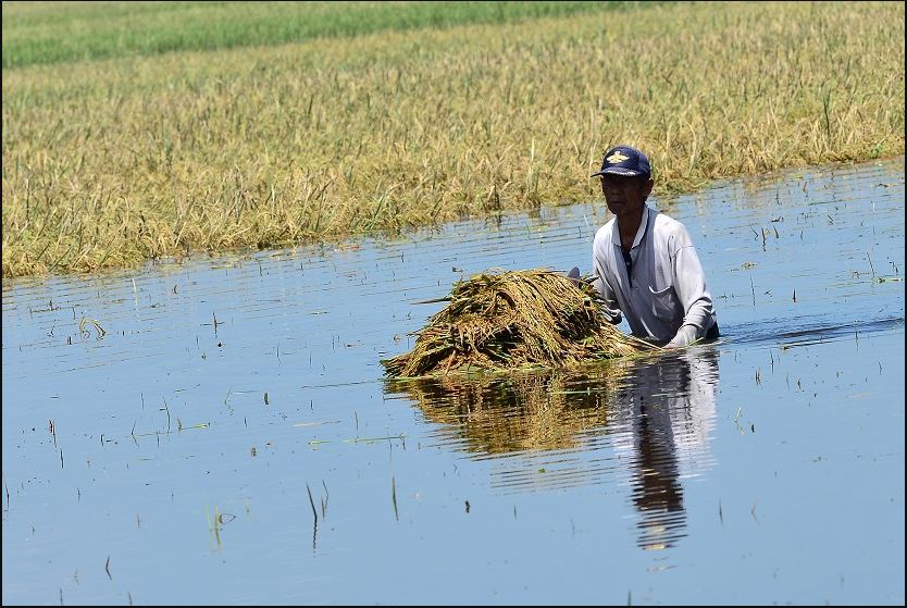 Sawah Terendam Petani Gagal Panen, Pemprov Kalsel Akan Berikan Bantuan Bibit Dan Benih