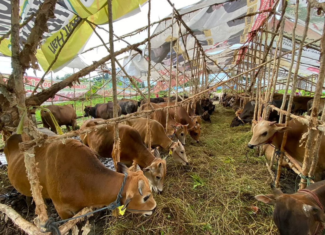 Dukung Program Astacita, Pemprov Kalsel Targetkan Swasembada Daging Tahun 2029