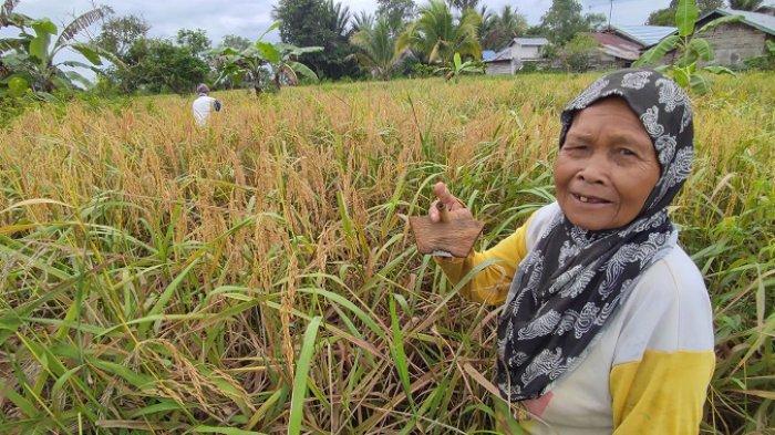 Luas Panen Padi Alami Kenaikan, Produksi Padi Juga Ikut Meningkat