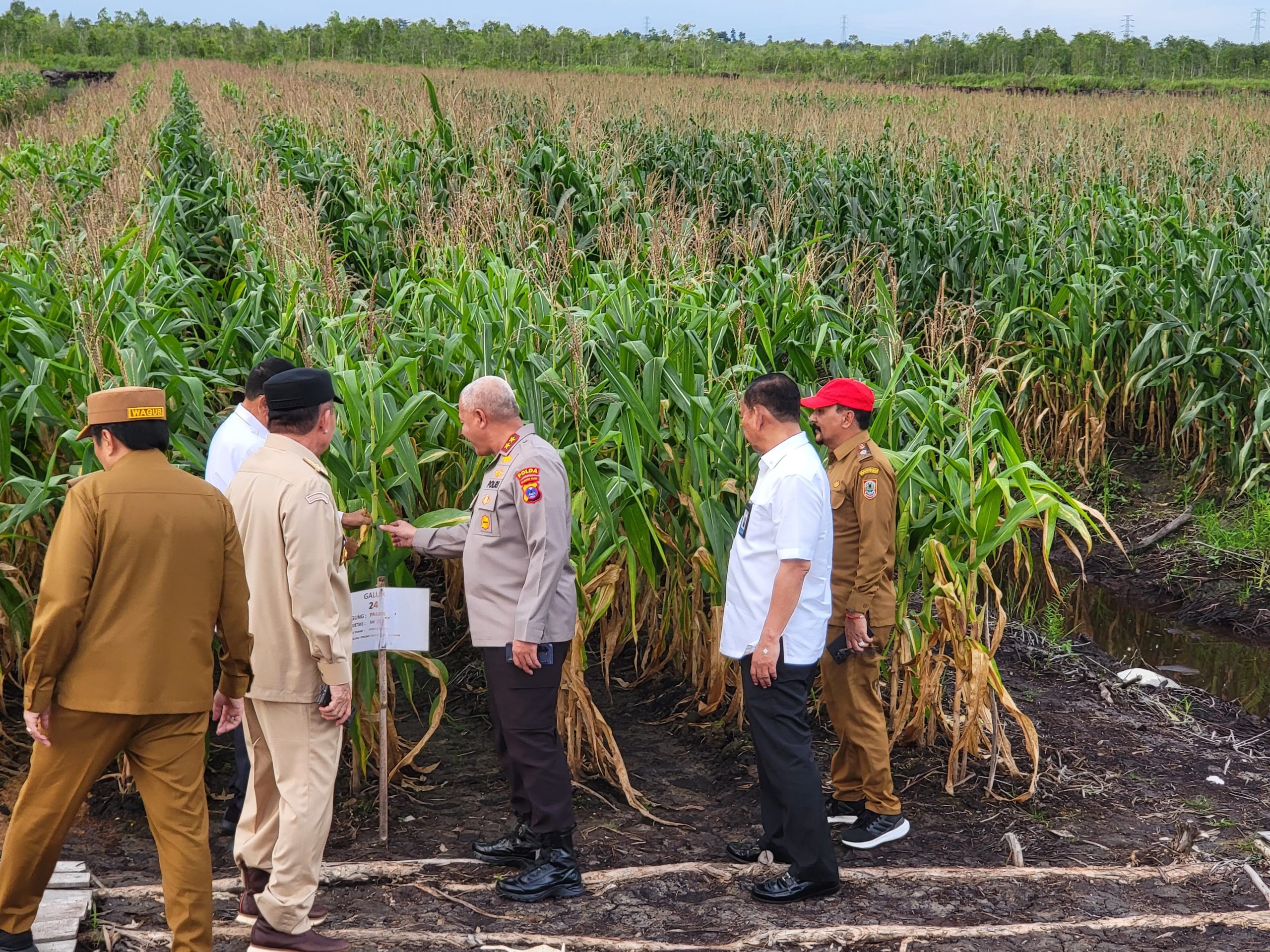 Bersiap Memanen Jagung 30 Hektar, Ini Tanggap Kapolda Kalsel